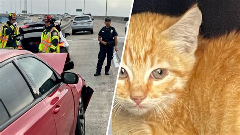 Kitten rescue attempt on Coronado Bridge causes three-car crash